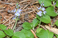 Veronica officinalis